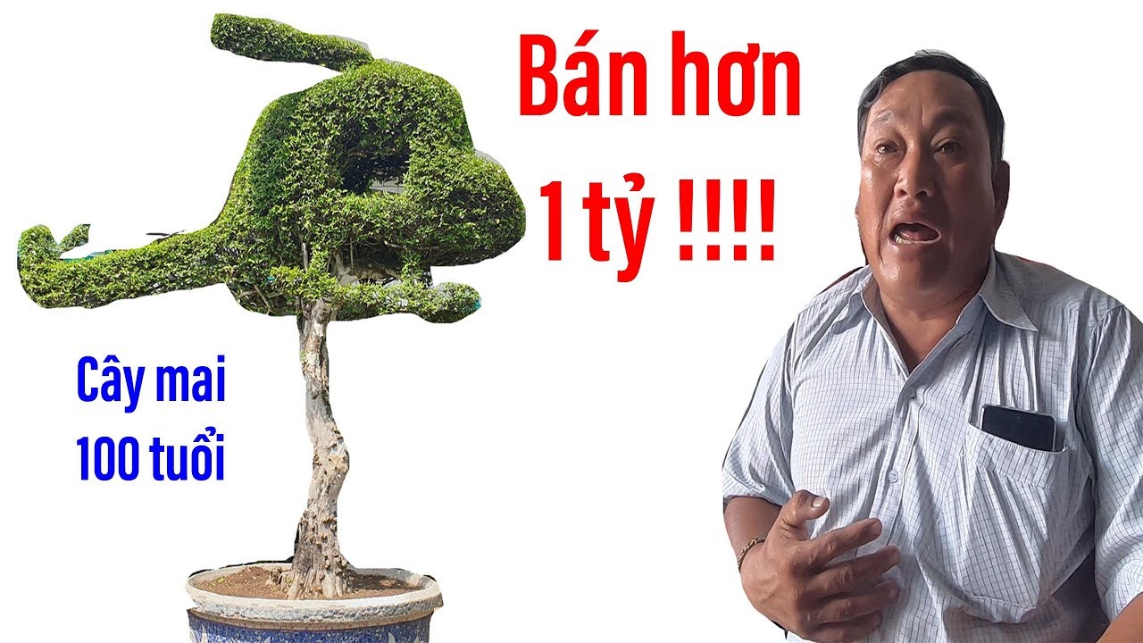 Đang hô bán chiếc máy bay, cây cảnh độc đáo nhất VN, giá hơn 1 tỷ II ĐỘC LẠ BÌNH DƯƠNG