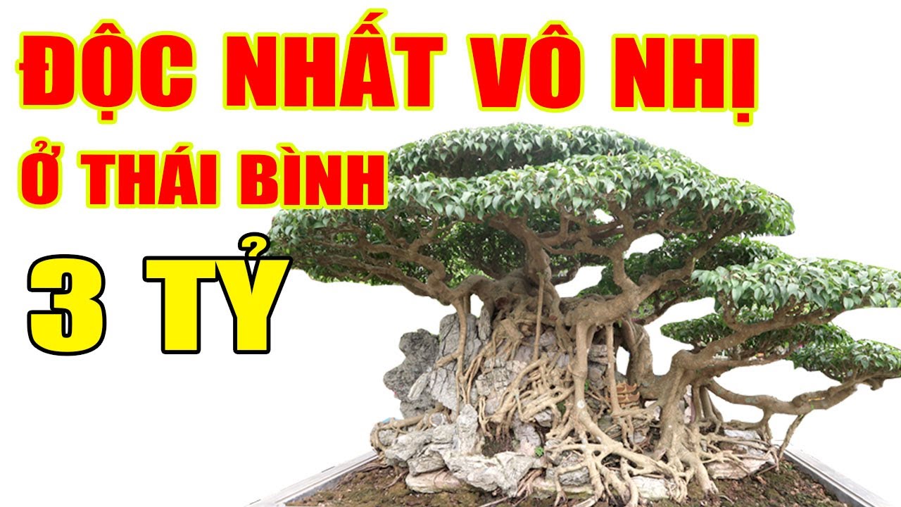 Đi xem cây 3 Tỷ ở Thái Bình từng giành nhiều giải vàng