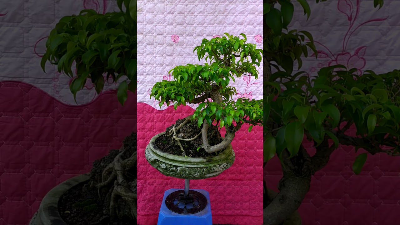 Điền già nghệ thuật bonsai chia sẻ anh em.