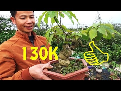 ĐẠI LÝ BONSAI GIÁ BÌNH DÂN, lộc vừng, khế, sung, hoa giấy, mộc lan... cho anh em lựa chọn.