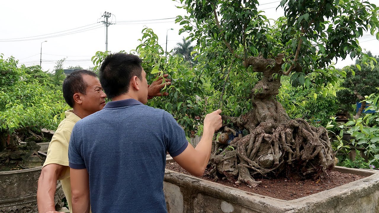 Đến thăm vườn cây cảnh bonsai lớn nhất Việt Nam