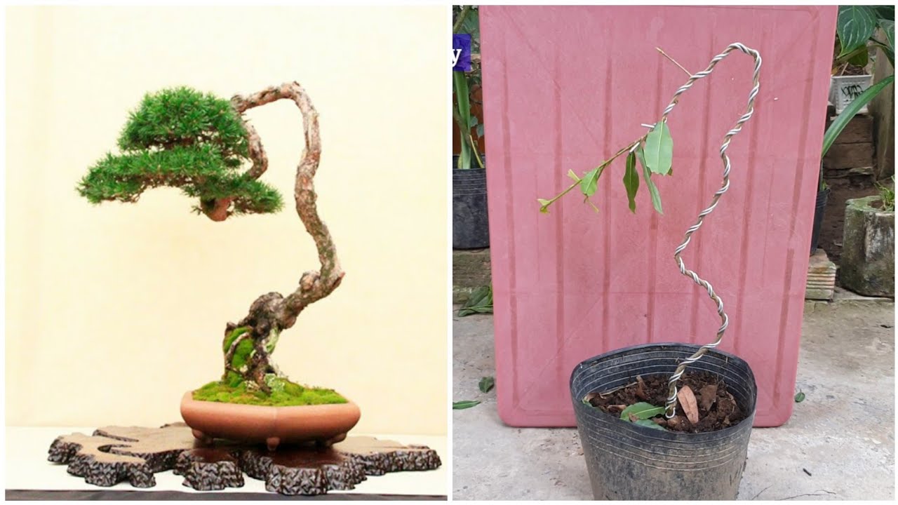 Định hình cây mai vàng bonsai mini dáng văn nhân từ đầu đơn giản | bonsai miền tây