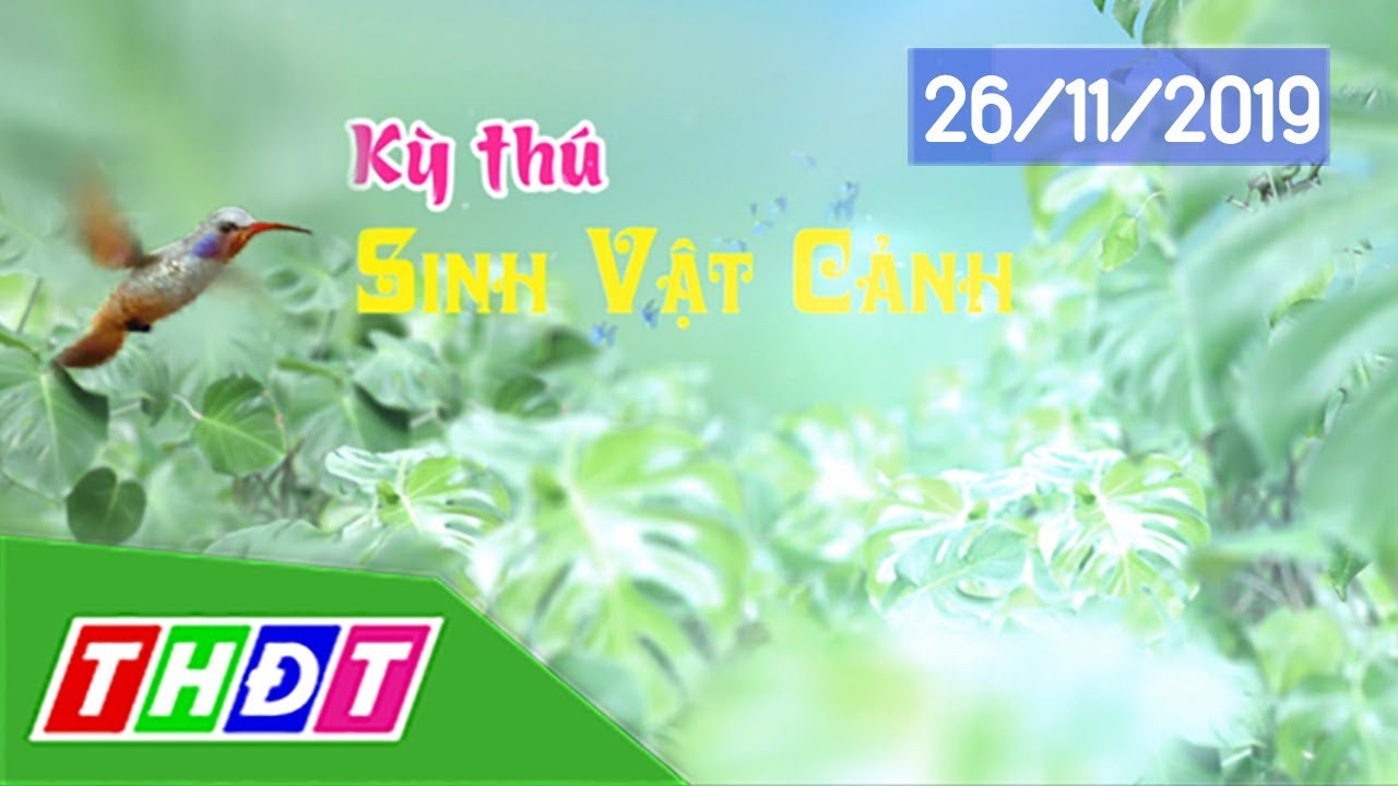 Độc đáo cây cảnh dây đồng | Kỳ thú sinh vật cảnh - 26/11/2019 | THDT