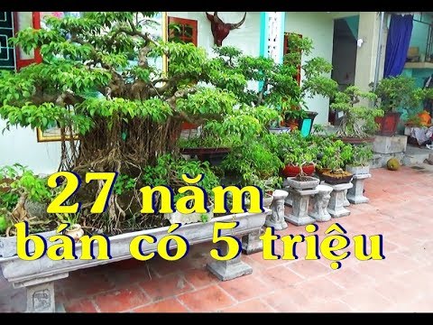 Ở quê cây cảnh tôi chỉ bán bình dân vậy thôi, cây già gần 30 năm cũng chỉ vài triệu.