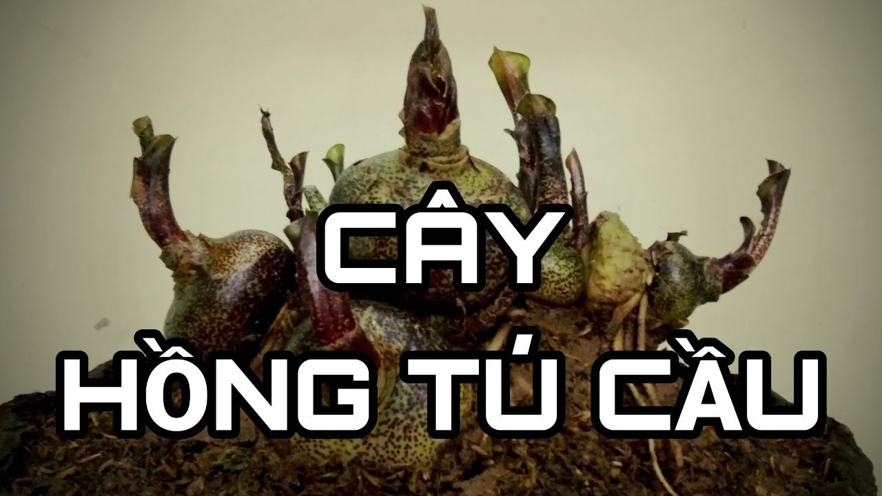 17. Cây Hồng Tú Cầu - Cây cảnh nghệ thuật mini