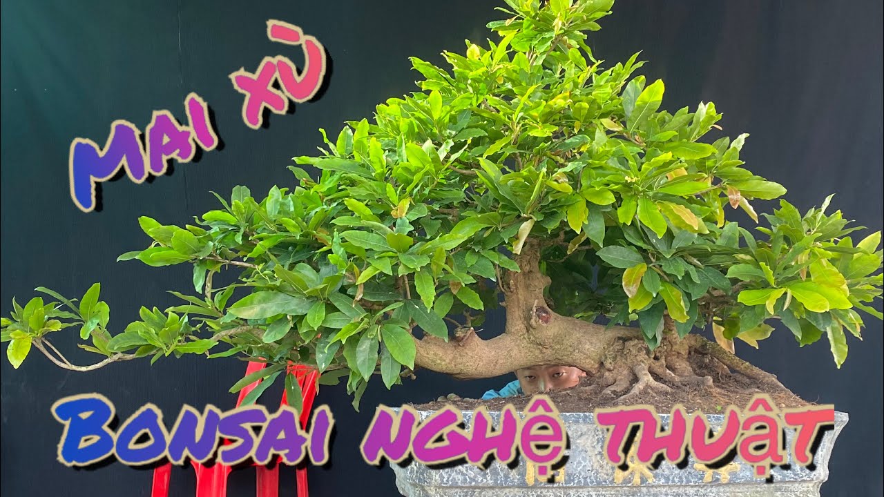 2/6/2020 3cây mai vàng bonsai dáng bay nghệ thuật/0972666608 nghĩa