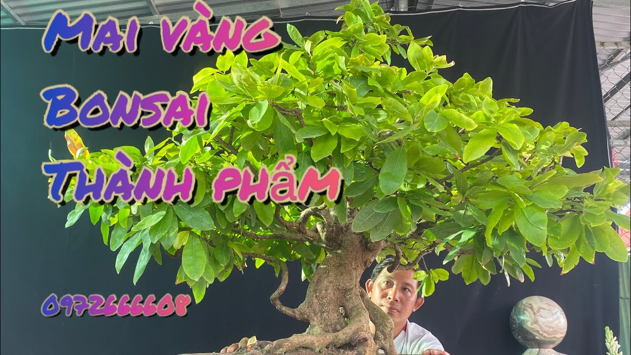 2cây mai vàng bonsai tàng thành phẩm/0972666608 nghĩa