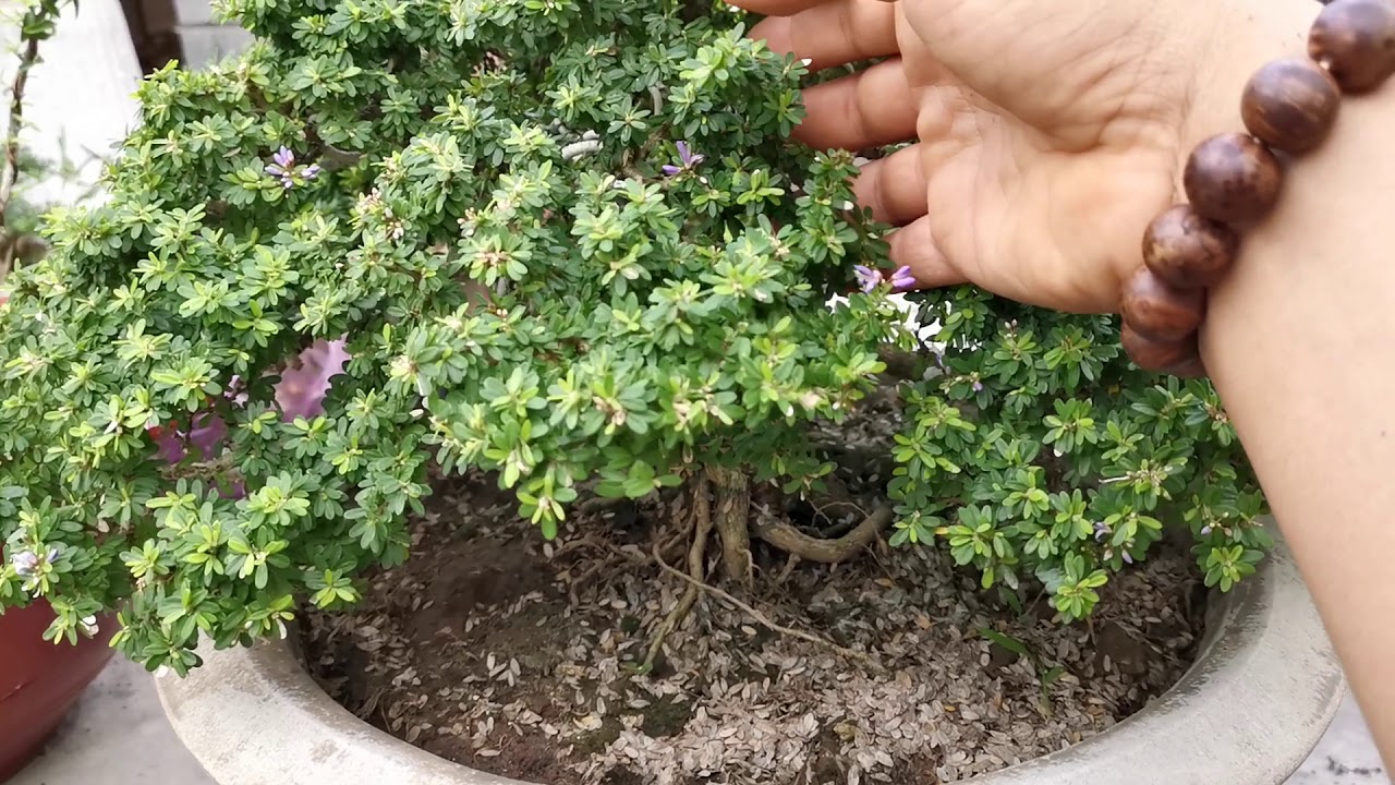 467:(V18) 6/6/20 Chia Sẻ Vườn Bonsai Cường Zin - Kinh Nghiệm Cơ Bản. Liên Hệ 0374.113366. Cám ơn Ae.