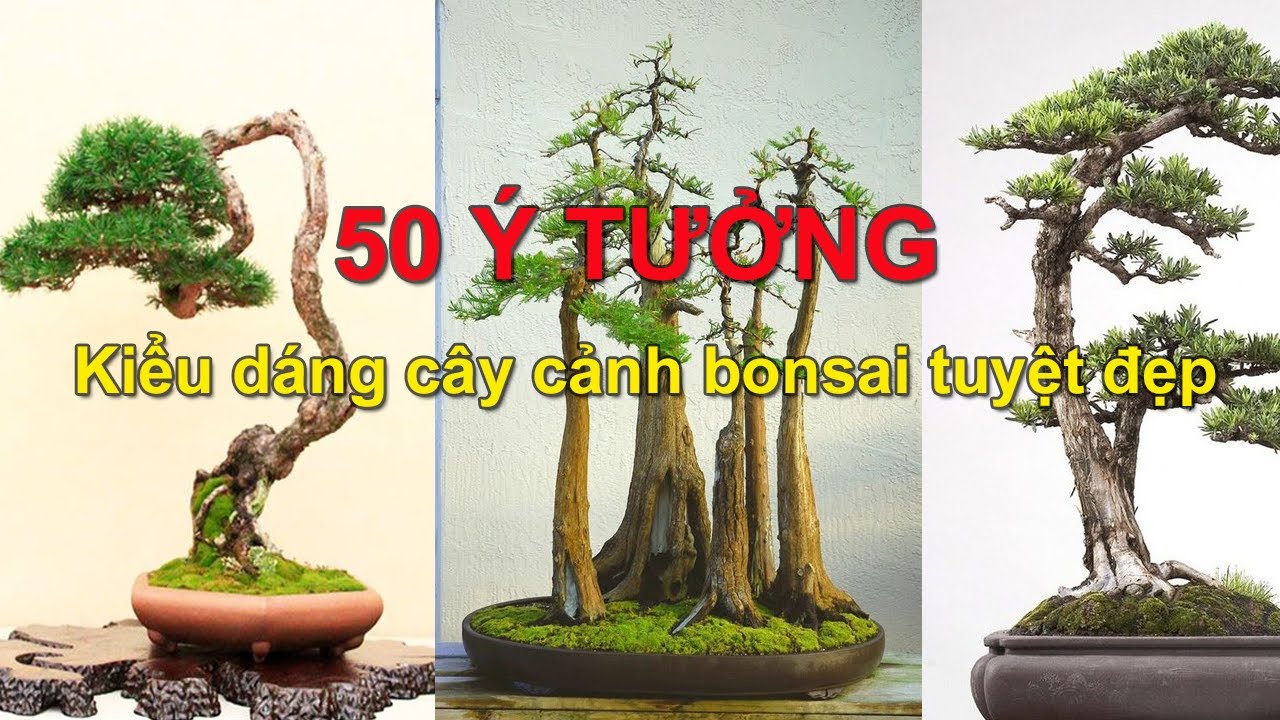 50 Ý tưởng kiểu dáng cây cảnh Bonsai tuyệt đẹp!