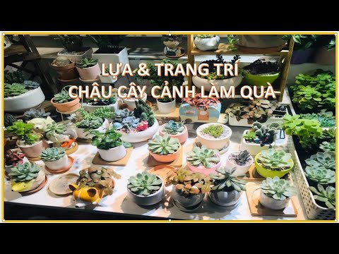 #55# Tự Tay Lựa & Trang Trí Chậu Cây Cảnh Làm Quà