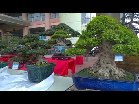 BONSAI CÂY CẢNH, NHỮNG TÁC PHẨM BONSAI KHỦNG TRIỂN LÃM CỦA HẢI DƯƠNG