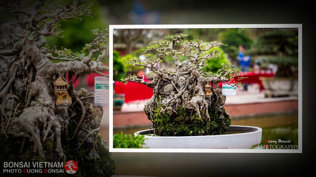 BONSAI VIETNAM   Part 171