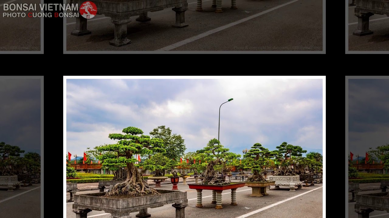 BONSAI VIETNAM    Part 174