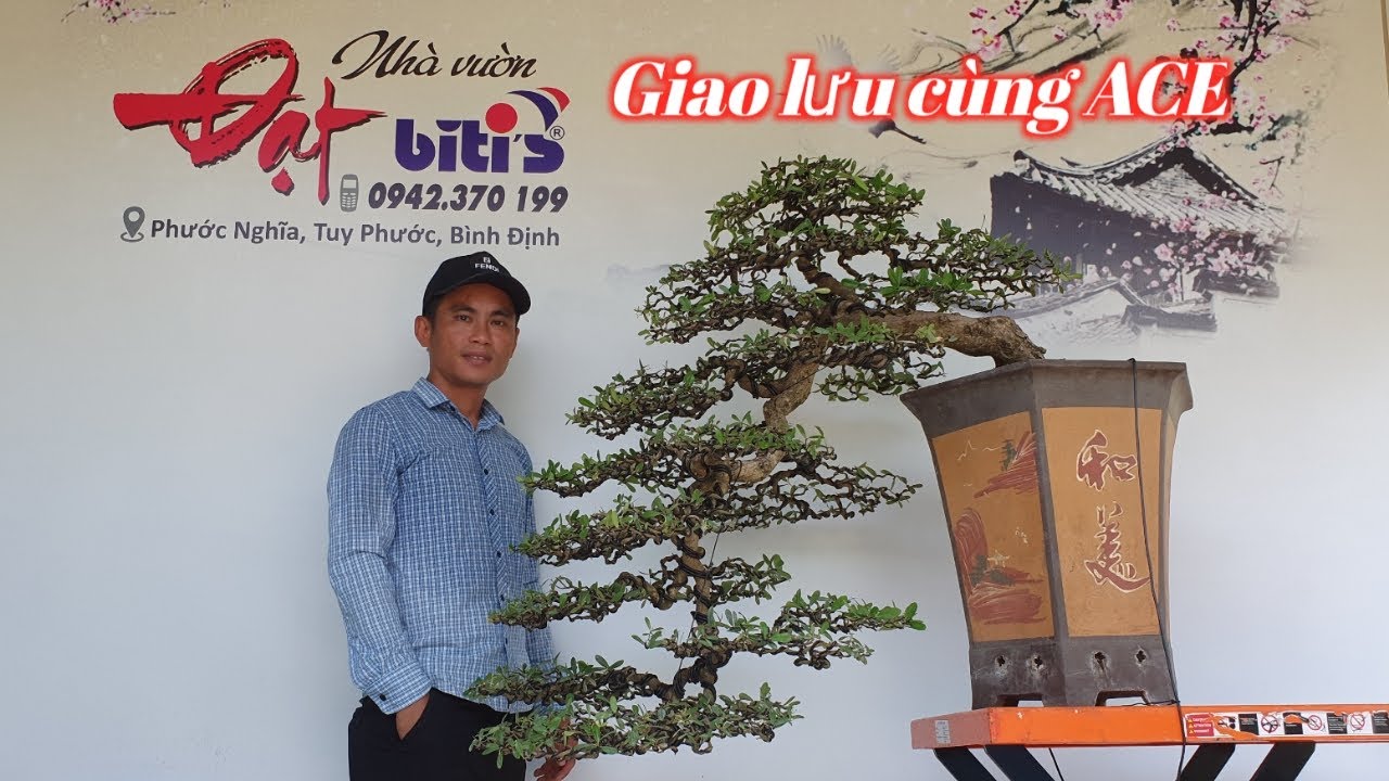 BonSai Cụ Khế ,Bồ Đề Cổ ,Hải Châu ,Hoa Giấy Mỹ ,Sam Bông ,Si Đọt Đỏ Giao Lưu ( Đạt 0942 370 199 )