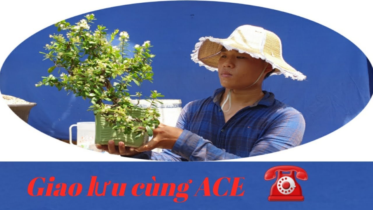 BonSai Hải Châu ,Trắc Nghệ ,Me Chua ,Cần Thăng Mini Và Một Số Cây Đẹp Khác ( Phú 0934 553 368 )