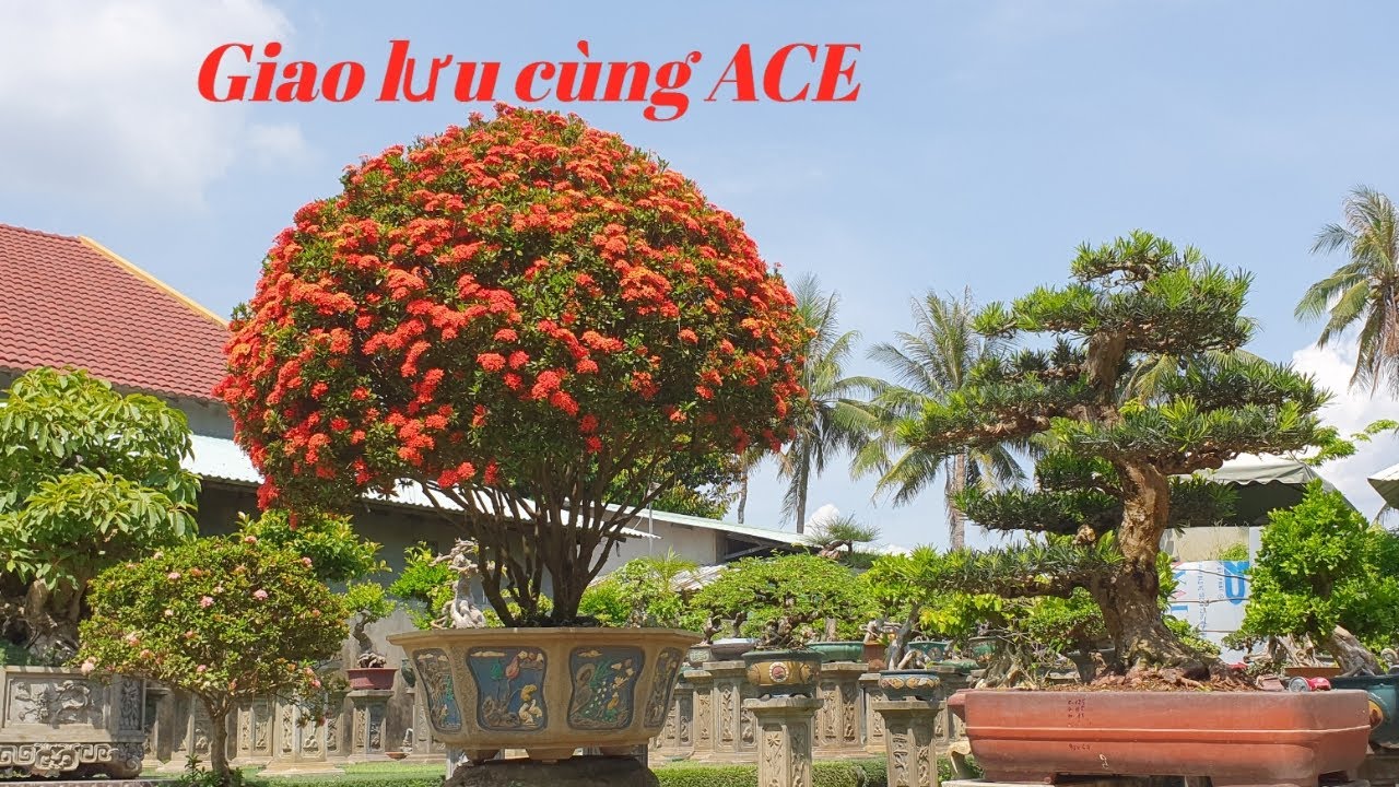 BonSai Khế Già ,Lộc Vừng ,Cóc Quái ,Tùng La Hán Và Một Số Tác Phẩm Đẹp Khác ( Ba Tuyên 0914 955 599)