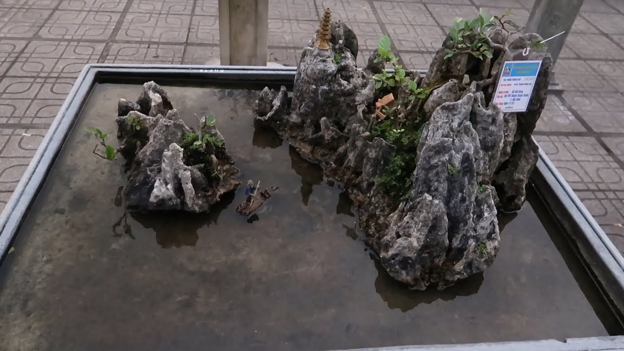 Bonsai  Tiểu cảnh non bộ cực hiếm