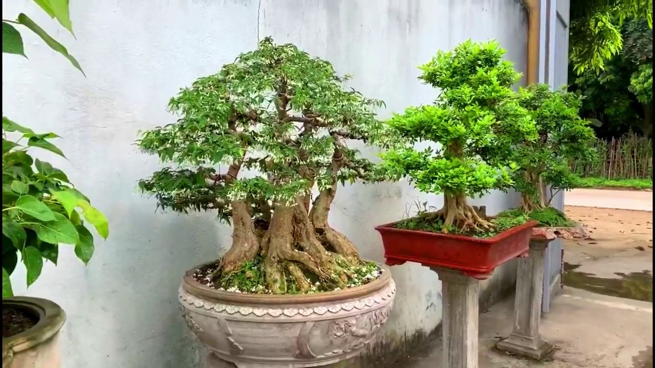 Bonsai Vietnam: Tác phẩm của các nghệ nhân Việt tháng 6