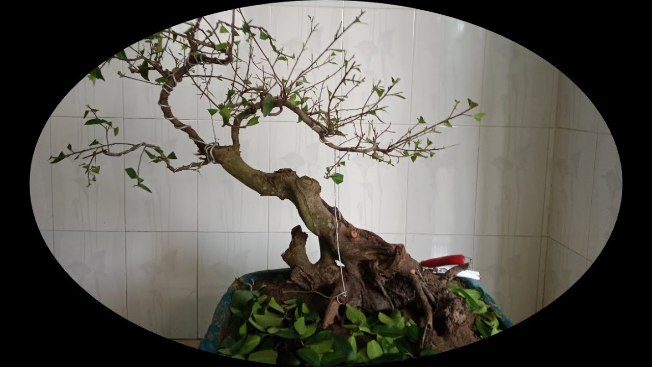 Bonsai cây Si, cắt tỉa nghe Chào Mào hót