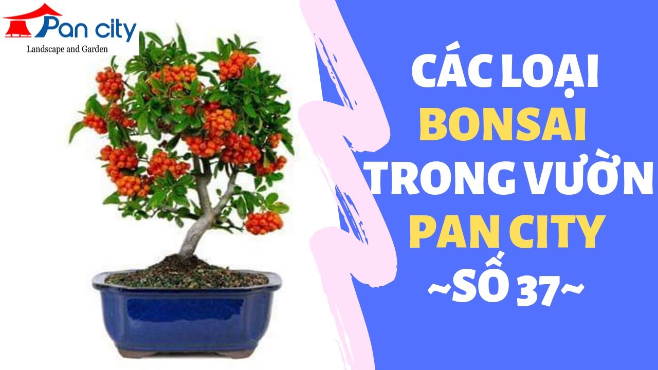 Bonsai mini số 37|?Những loại bonsai điển hình trong vườn Pan City?