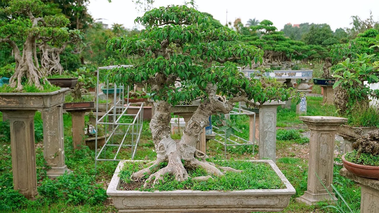 Bonsai mini đẹp giới thiệu cho các bác yêu cây