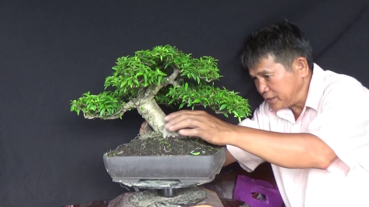 BÁO**GIÁ CÂY  BONSAI MINI 10*6*2020 TẠI VƯỜN A HẬU Q12 TPHCM - 0932696239