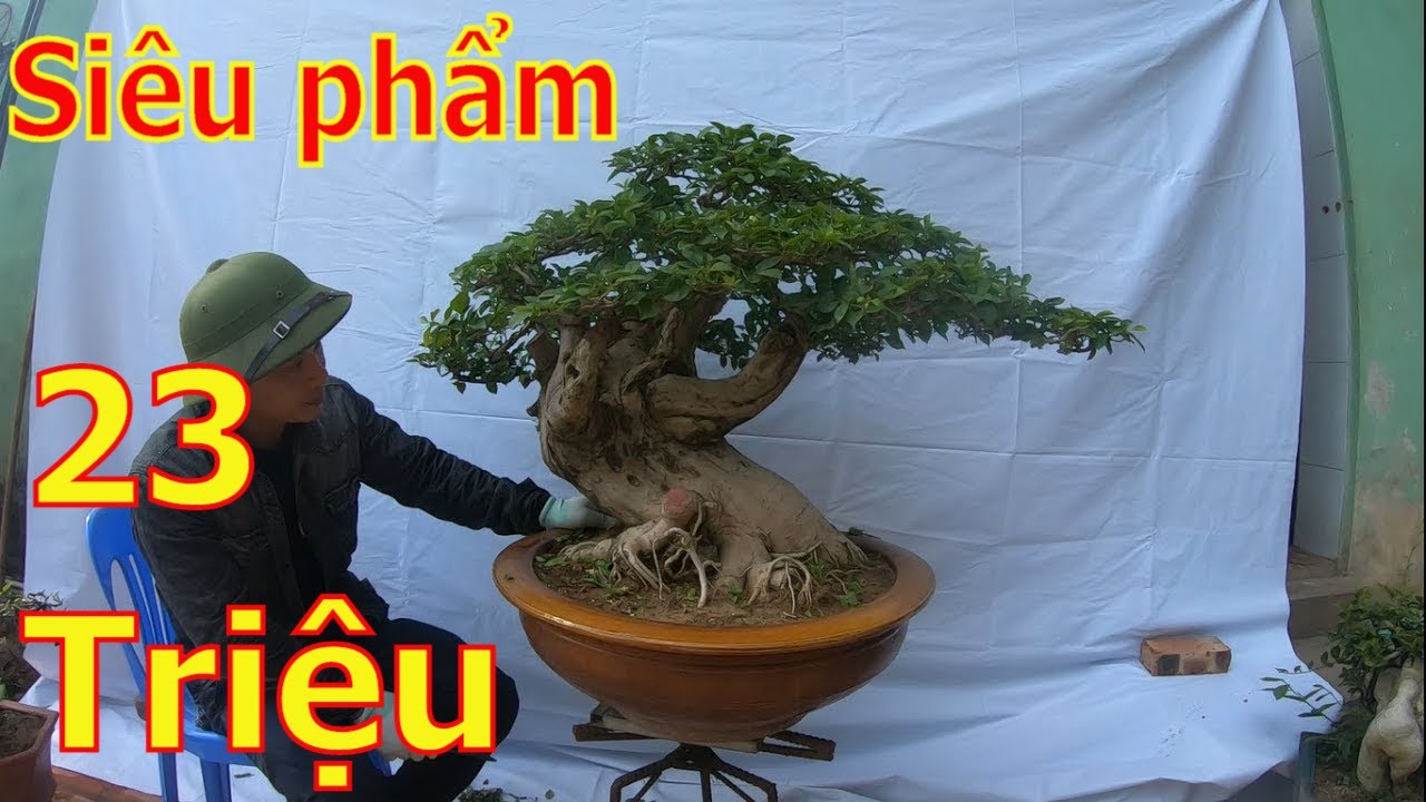 ✅Báo giá siêu phẩm hoa giấy và những cây bonsai cốt đẹp✔️BShp(33-A Đại 0967828345)