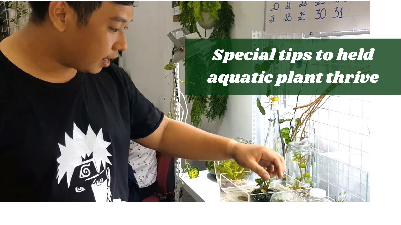 Bí quyết giúp cây thủy sinh phát triển mạnh mẽ | Tips to help aquatic plant thrive