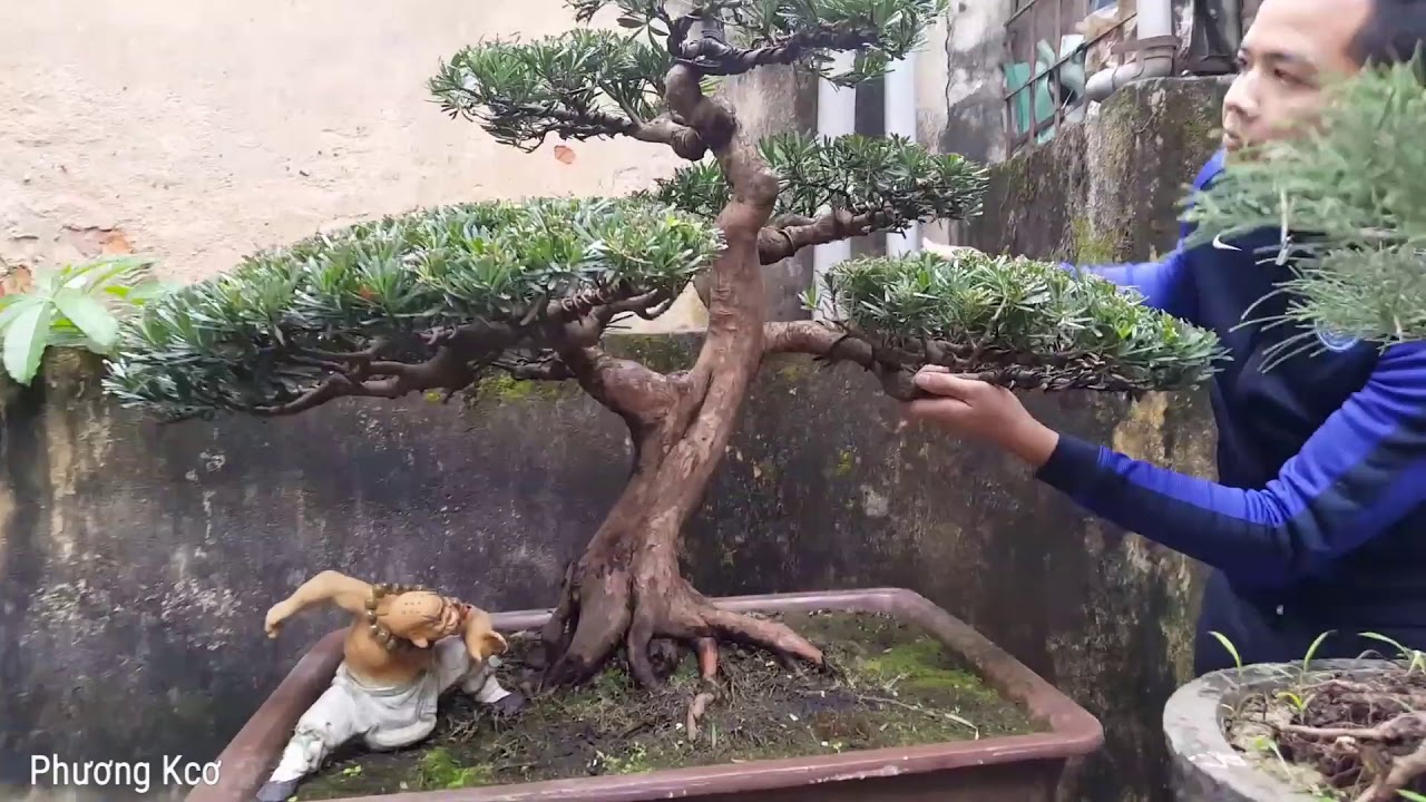 Bởi vì đam mê cây cảnh, Bonsai nghệ thuật với PHẠM QUỐC CƯỜNG