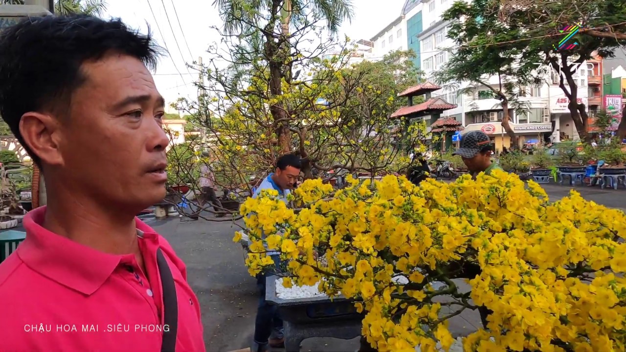 Chậu Hoa Mai kiểng 30 năm tuổi Đẹp Nhất bán giá 180 Triệu ở Chợ Hoa Tết cv 23/9 Sài Gòn | ZaiTri
