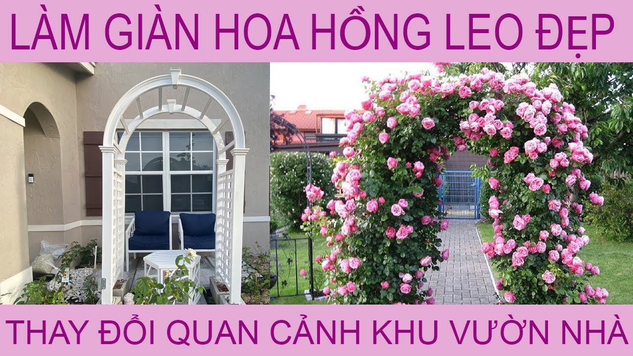 Cuộc Sống ở Mỹ . Cách Trồng HOA HỒNG LEO . Trồng Vườn Hoa Hồng . Quan Cảnh đẹp Cho Khu Vườn Nhà Bạn