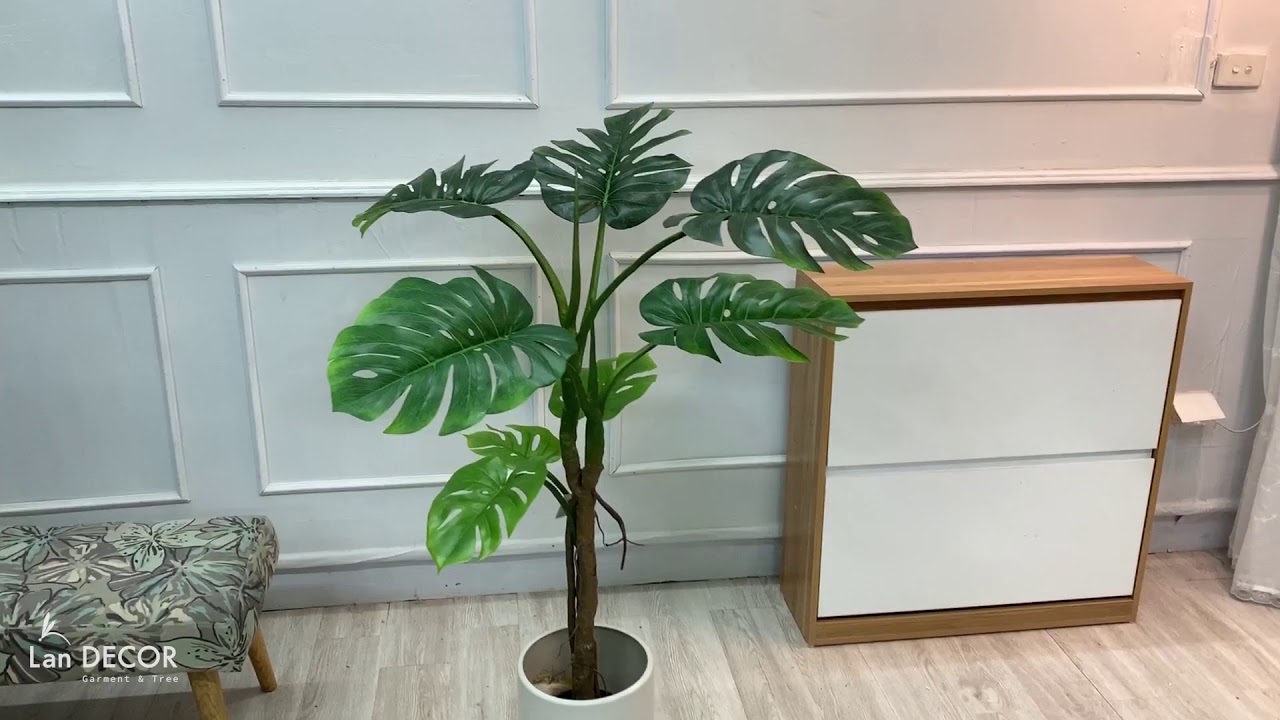 CÂY TRẦU BÀ NAM MỸ (150CM) - LC3028