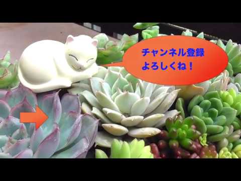 Cách trồng sen đá tuyệt đẹp của người Nhật Bản (video by  The moment)