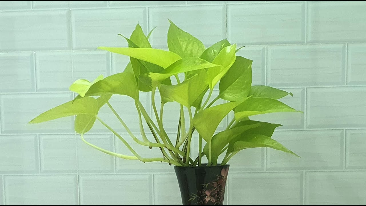 Cách trồng trầu bà thủy sinh đẹp lung linh - Golden Pothos Arrangement in Water (Money plant)