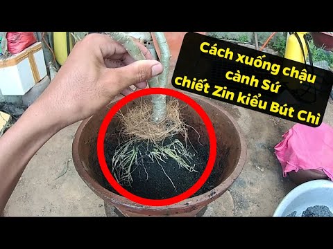 Cách xuống chậu cành Sứ đã chiết khi cành chiết đã đủ chuẩn.