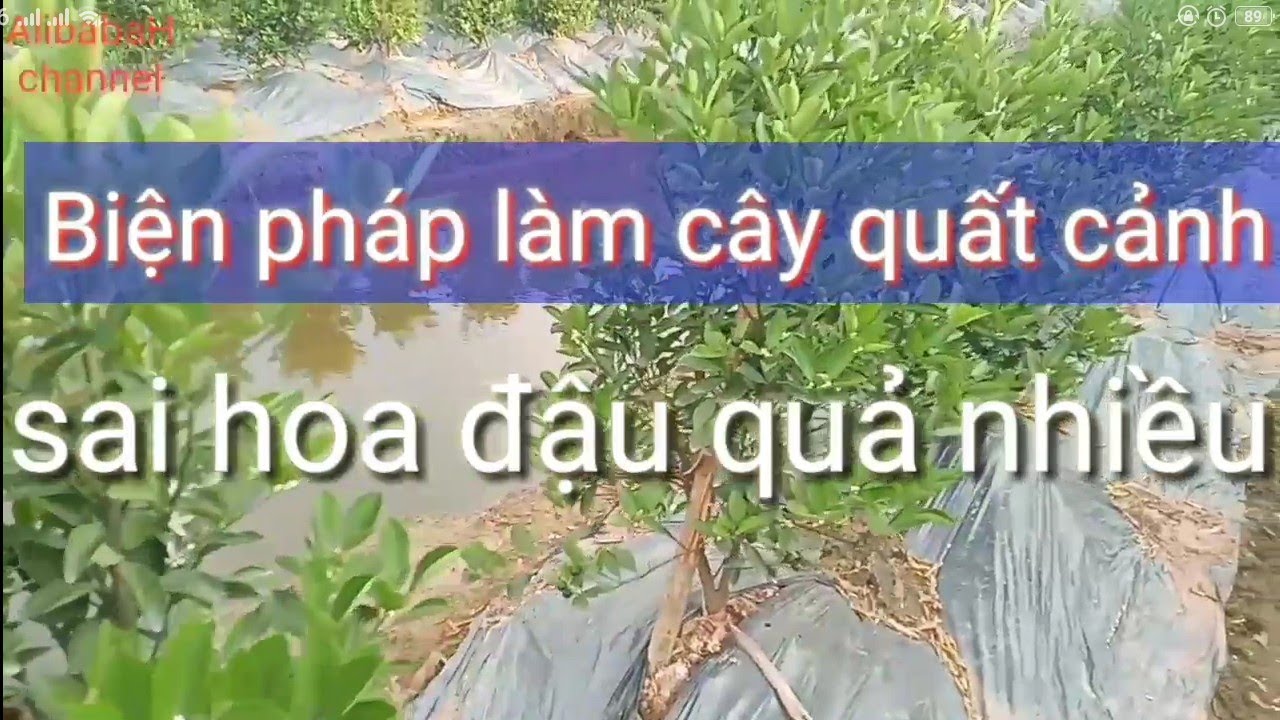 Cách Ép Cây Quất Cảnh Sai Hoa Đậu Quả Nhiều - cách chăm sóc cây quất ra quả ngày tết | #AlibabaH