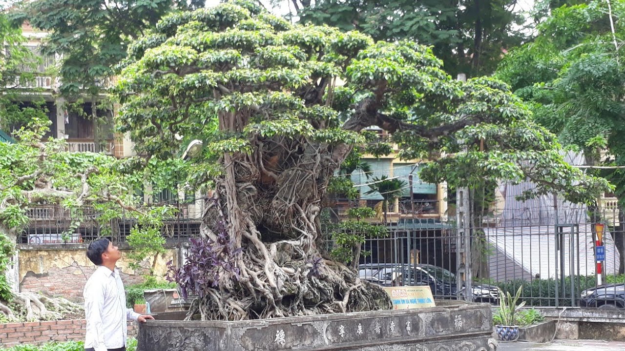 Cây Bonsai Cổ trồng trong chậu Cổ nhất Châu Á