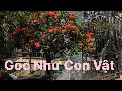 Cây Cảnh Nghệ Thuật | Mẫu Đơn Gốc Gốc Dị Dạng | Bonsai 4 |