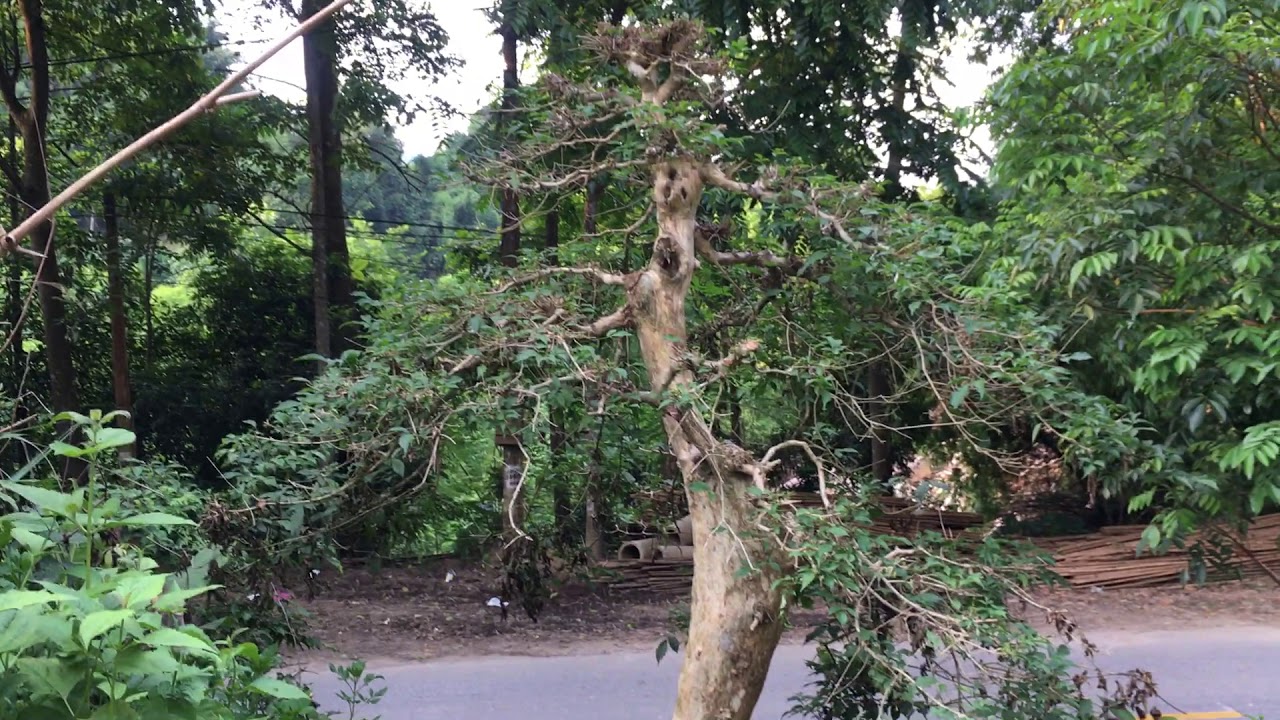 Cây Xương Cá Siêu To Khổng Lồ Đẹp Nghệ Thuật Cổ Thụ - Bonsai Master In Viet Nam