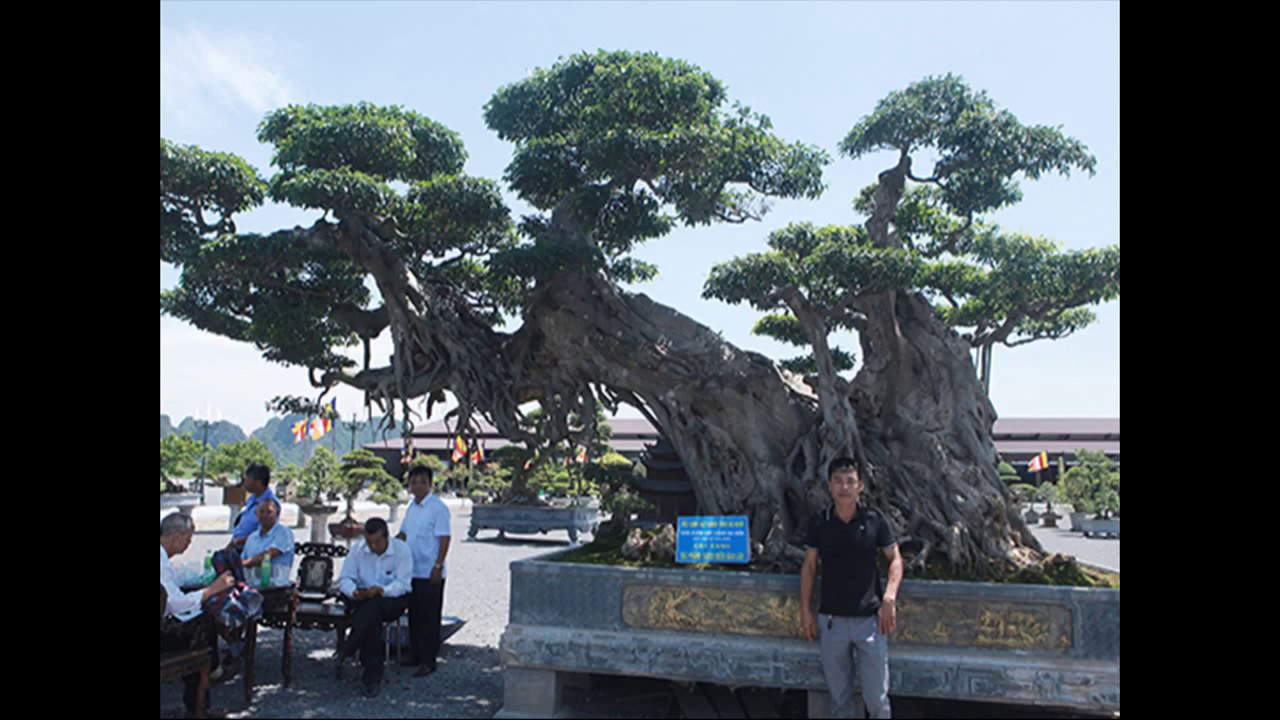 Cây cảnh độc lạ thu hút mọi ánh nhìn - Strange poisonous plants attract all eyes