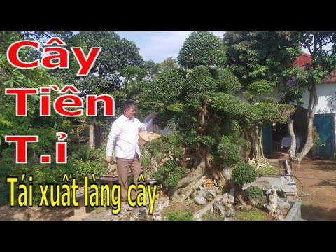 ✅Cây tiền tỉ bằng cả gia tài người giàu 2010 giờ này ra sao(A Tuân 0397899846 & 0986668330)