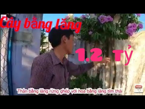 Cận cảnh cây bằng lăng hình con lạc đà tại huyện phù cát tỉnh bình định