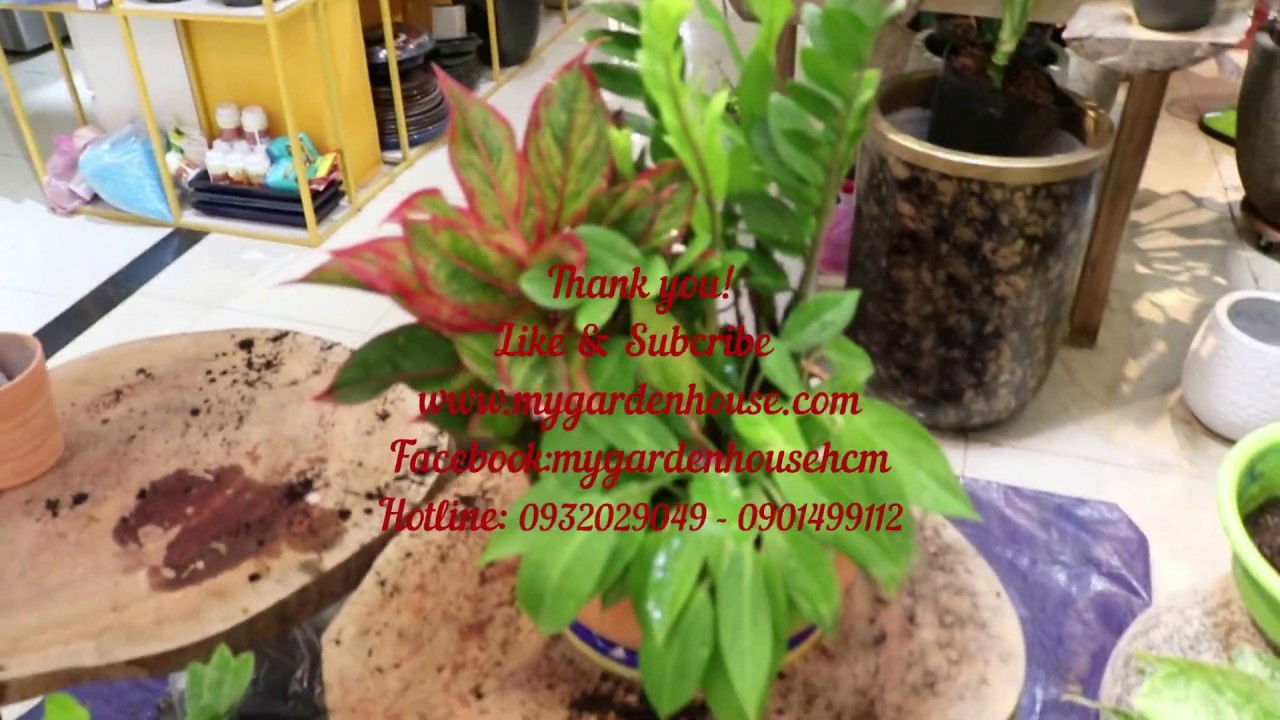 [GH07] Mix Cây Cảnh  " Kim tiền - Trầu Bà Tỷ Phú - Phú quý" www: mygardenhouse.com