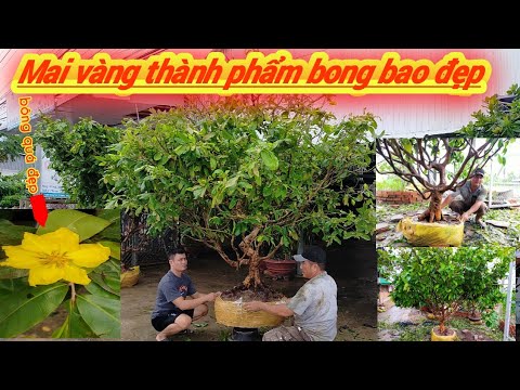 Giao Lưu 4 cây Mai Vàng tàng thành phẩm đế nôm bông bao đẹp miền nam BG ngày 14/6/2020 A Chiến