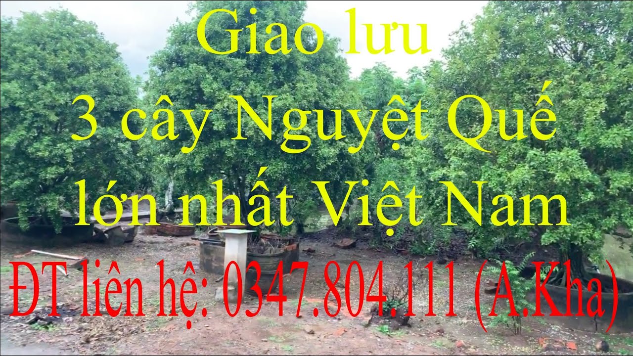 Giao lưu 3 cây nguyệt quế lớn nhất Việt Nam, ngày 06/06/2020. ĐT liên hệ: 0347.804.111 (A.Kha)