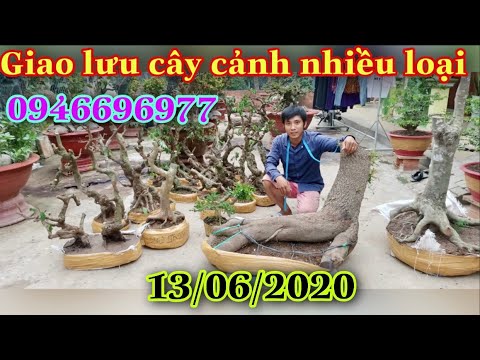 Giao lưu cây cảnh nhiều loại 13/6/2020 Zalo 0946 69 69 77 A ngoan,H .Lai vung,tỉnh Đồng Tháp