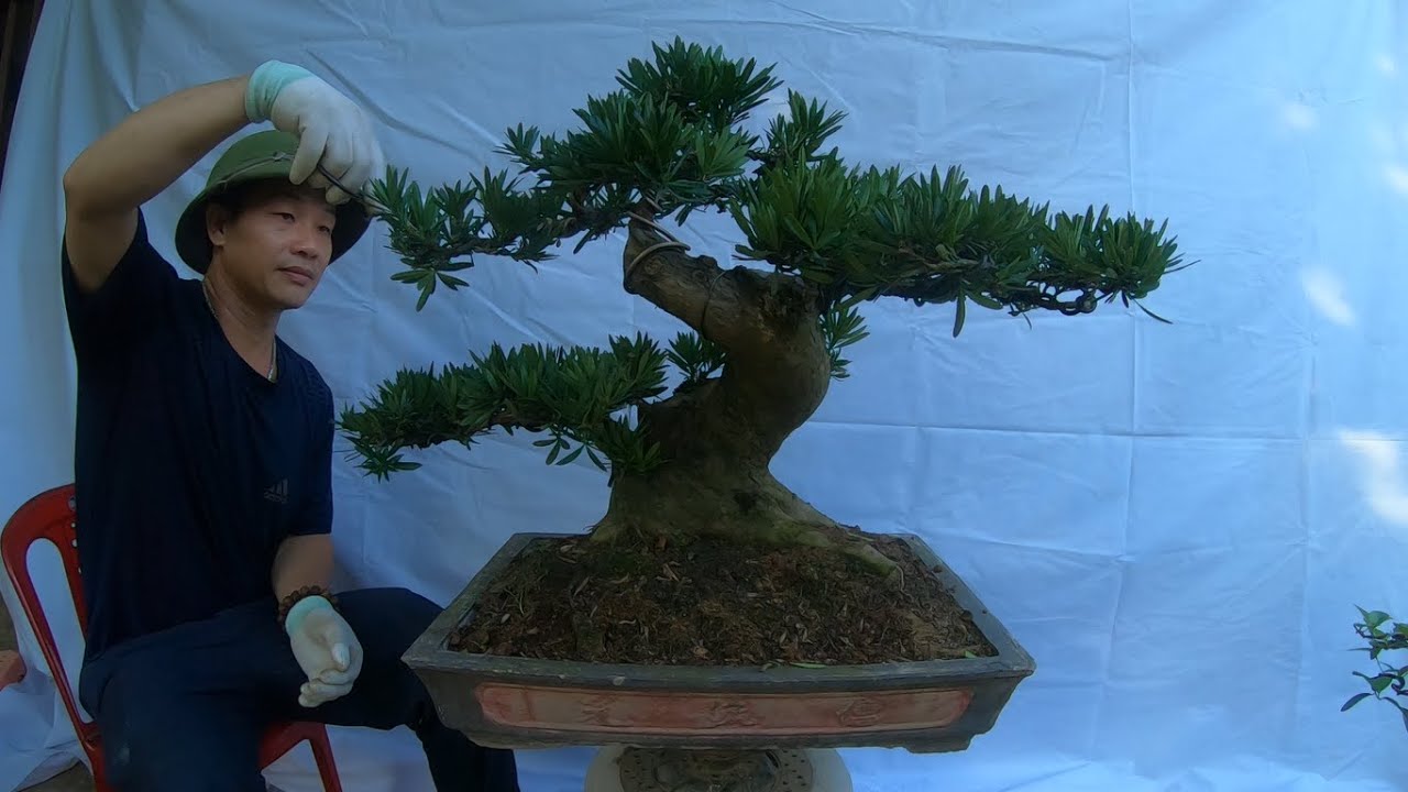 ✅Giới thiệu lô cây cảnh bonsai đẹp mịn giá hợp lí✔️BShp(35-Mr.Đại 0967828345)
