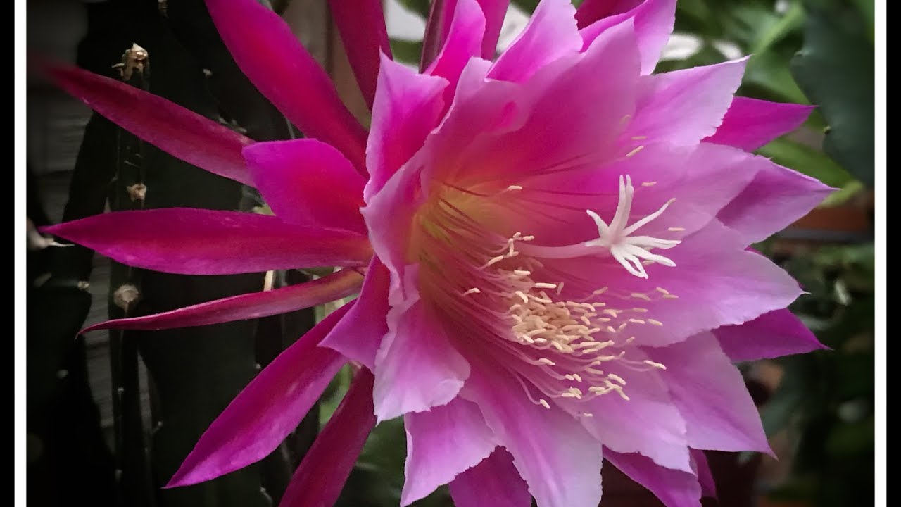 HOA NHẬT QUỲNH NAM MỸ MÀU HỒNG TÍM - GRACE ANN EPIPHYLLUM OR ORCHID CACTUS