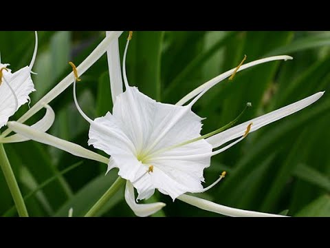 Hoa bạch Trinh ( Náng )Tên khoa học: Hymenocallis speciosa Salisb.