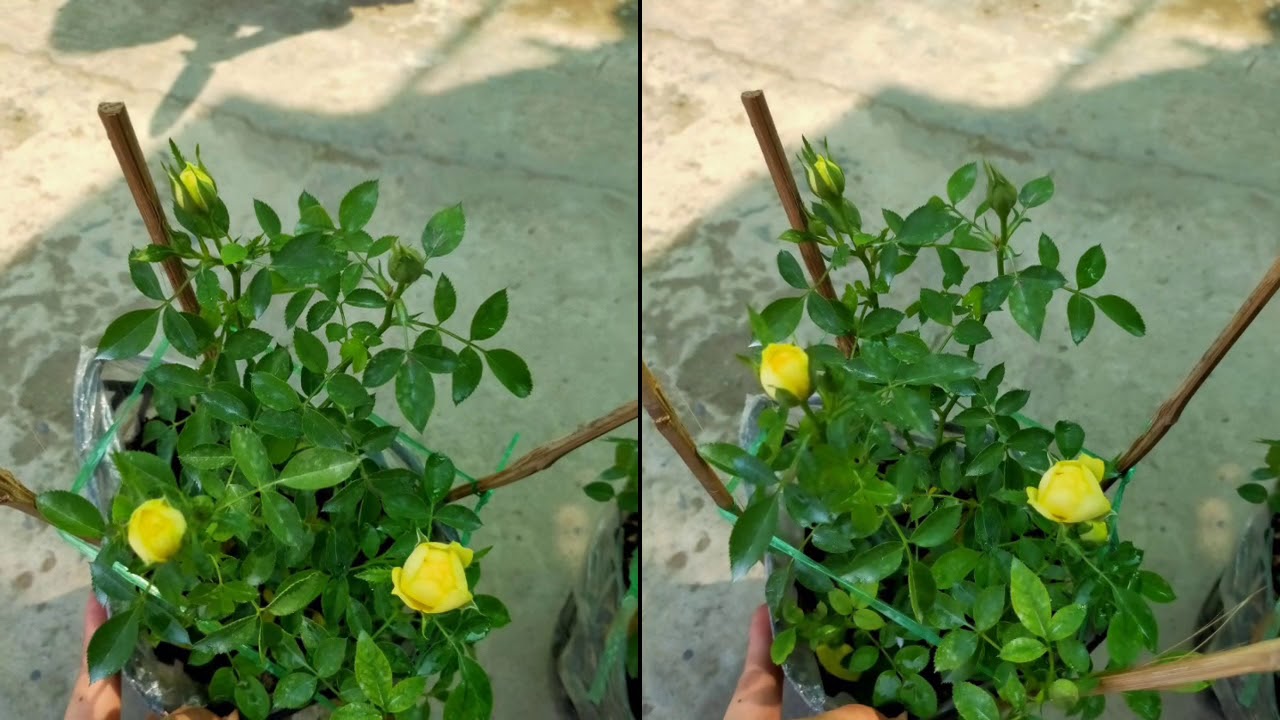 ??Hoa hồng tỷ muội vàng (50k) - Cây phong thủy